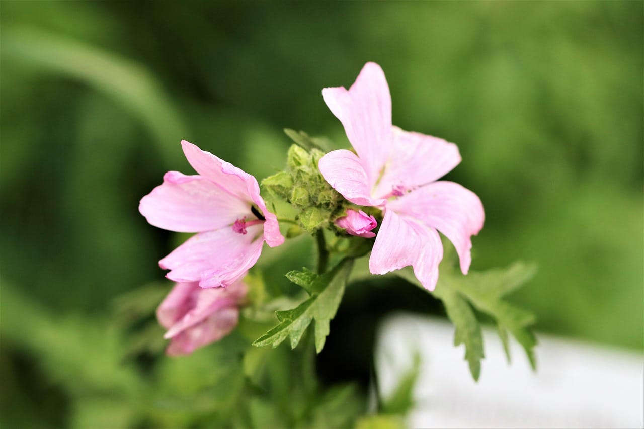 Elon Musk, NASA, and the Artemis Program: Power Struggles and Progress